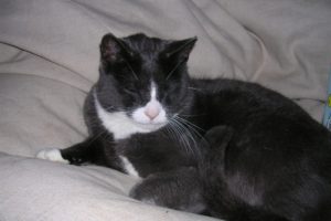 Olli