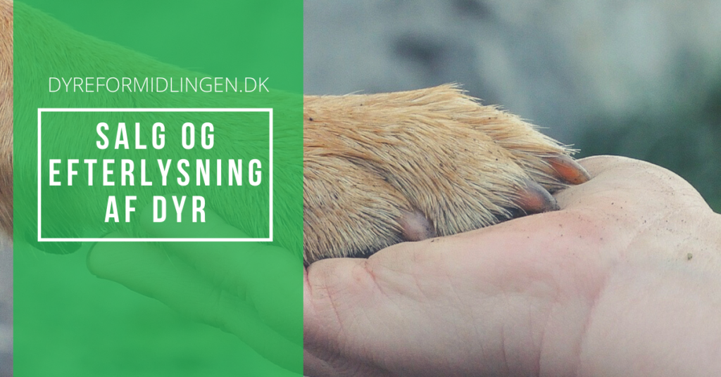 SALG OG EFTERLYSNING AF DYR, hund, kat, marsvin, kanin, hest, fugl, krybdyr