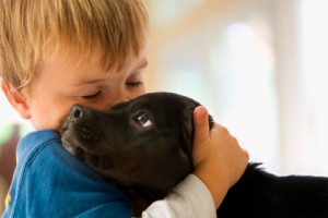 dog banner pic