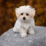 hvalp startpakke pakke start hvalpepakken hund hundehvalp hunde