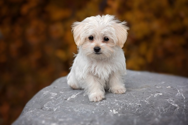 hvalp startpakke pakke start hvalpepakken hund hundehvalp hunde