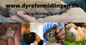 www.dyreformidlingen.dk salg køb efterlysning hund hvalp kat killing kanin hest marsvin dyrefinder