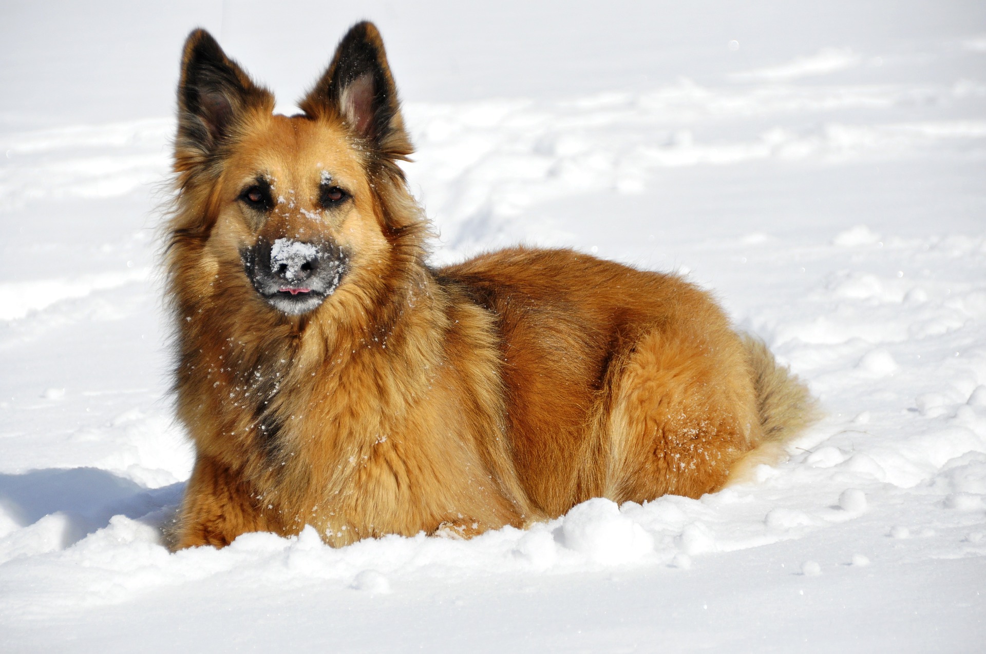 vinter hund kold kulde sne