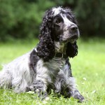Engelsk cockerspaniel hunderace hund hunde hunderacer