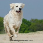 Golden retriever hunderace hund hunde hunderacer