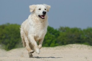 Golden retriever hunderace hund hunde hunderacer
