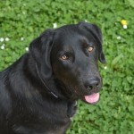 Labrador retriever hunderace hund hunde hunderacer
