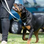 Rottweiler hunderace hund hunde hunderacer