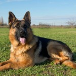 Schæfer hunderace hund hunde hunderacer