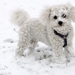 bichon havanais hunderace hund hunde hunderacer