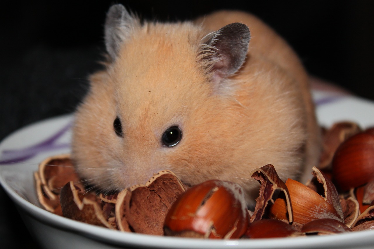 Afståelse . Ray Inden køb af hamster