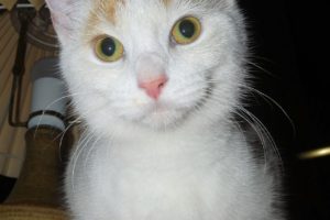 PC100338_Small