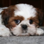 Shih tzu hvalp