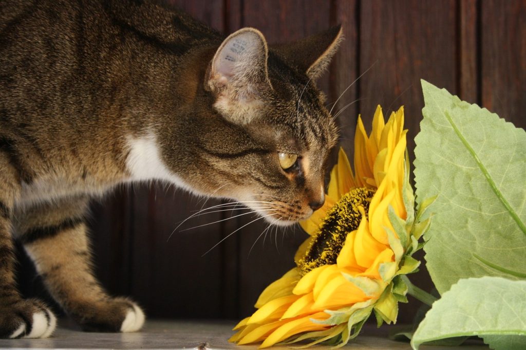 Fabel Legitimationsoplysninger and Hvilke blomster er giftige for katte