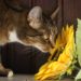 kat-kattekilling-blomst-plante