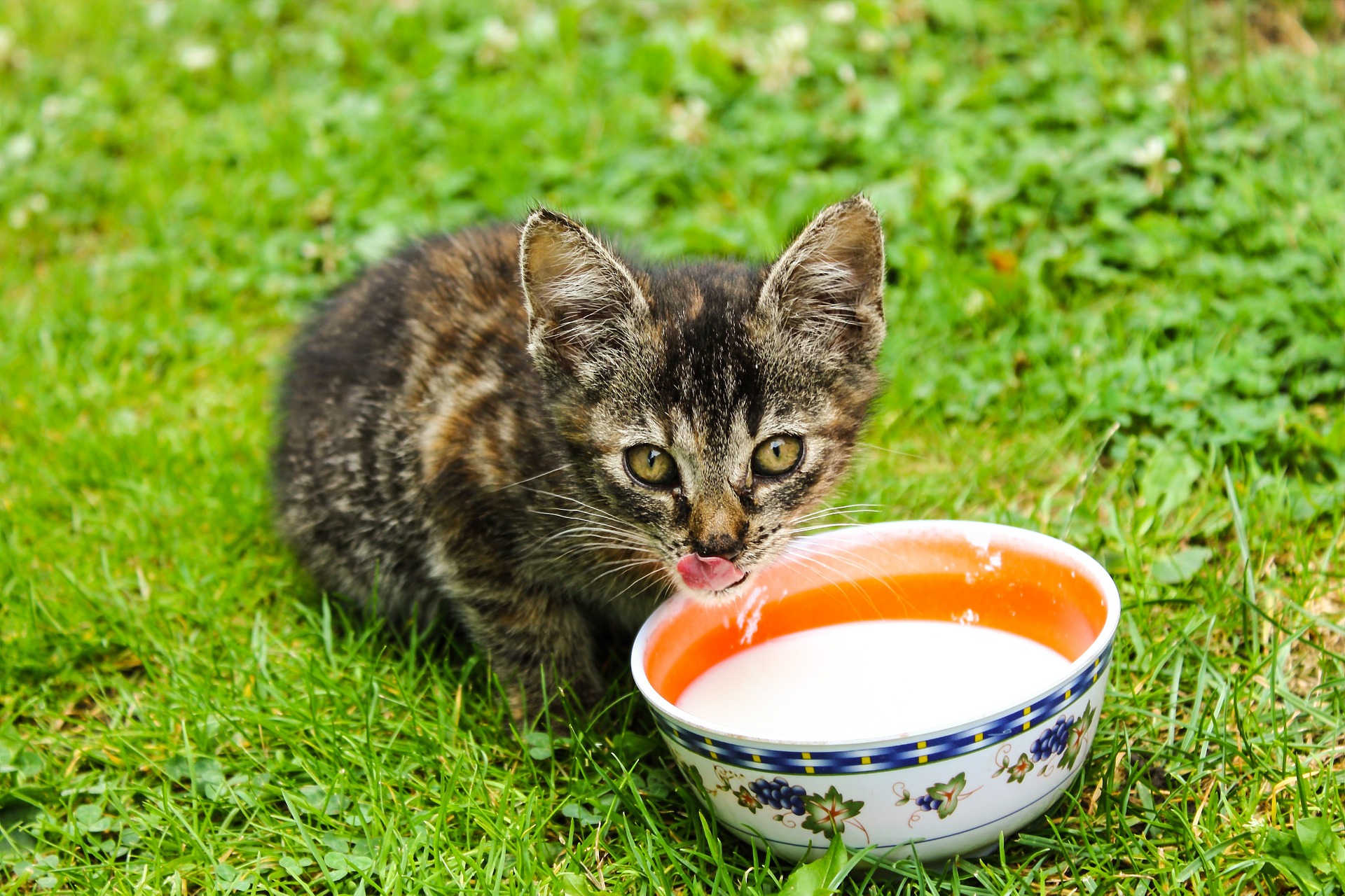 Kan katten mælk?