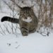 kat killing sne frost frostvejr