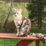 Maine coon