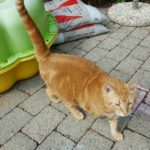 Hvem mangler denne skønne ´røde kat?