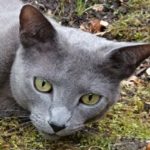 7400 Herning - kat savnes