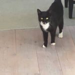 LILLE HUNKAT EFTERLYST