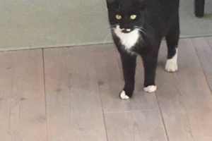 kat