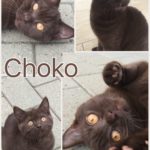 Choko er væk