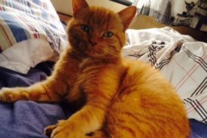 mungo (2)