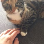 VI SAVNER VORES KAT