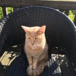 HVEM HAR SET VORES DEJLIGE KAT !!!