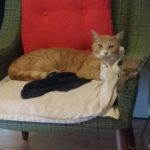 Kat forsvundet i Herlev