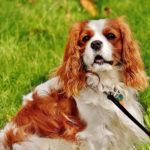 Cavalier King Charles Spaniel