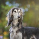 Saluki