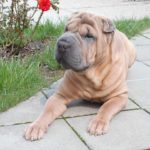 Shar Pei