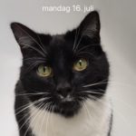 Sille savnes meget fra Svendborg