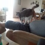 Efterlysning af min kat mie