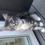 Maine Coon killing væk!