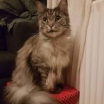 Nala savnes! Tarup - Odense NV