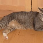 Vores kat har været væk siden 15/7