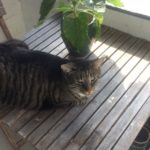 Savnet 31/07-18 - Amager