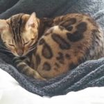 Forsvundet Leopardplettet Bengalerkat