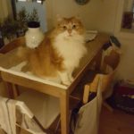 Rød skovkat stukket af