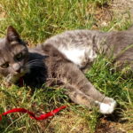 Savner vi en han kat - Piscus