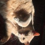 Kat efterlyses i Vejle Midtby