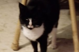 kat
