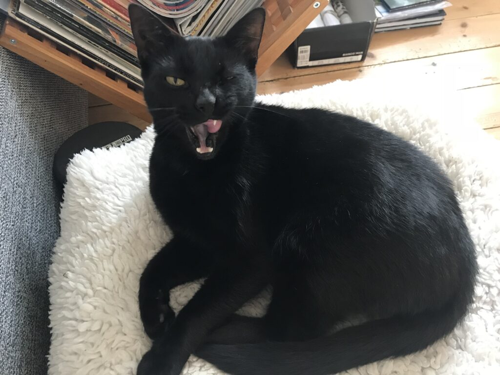 Emil er væk dyreformidlingen.dk