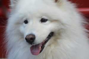 indbildsk gravid hund søger ældre mand indbildsk gravid hund søger ældre mand