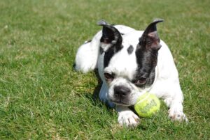 Boston terrier