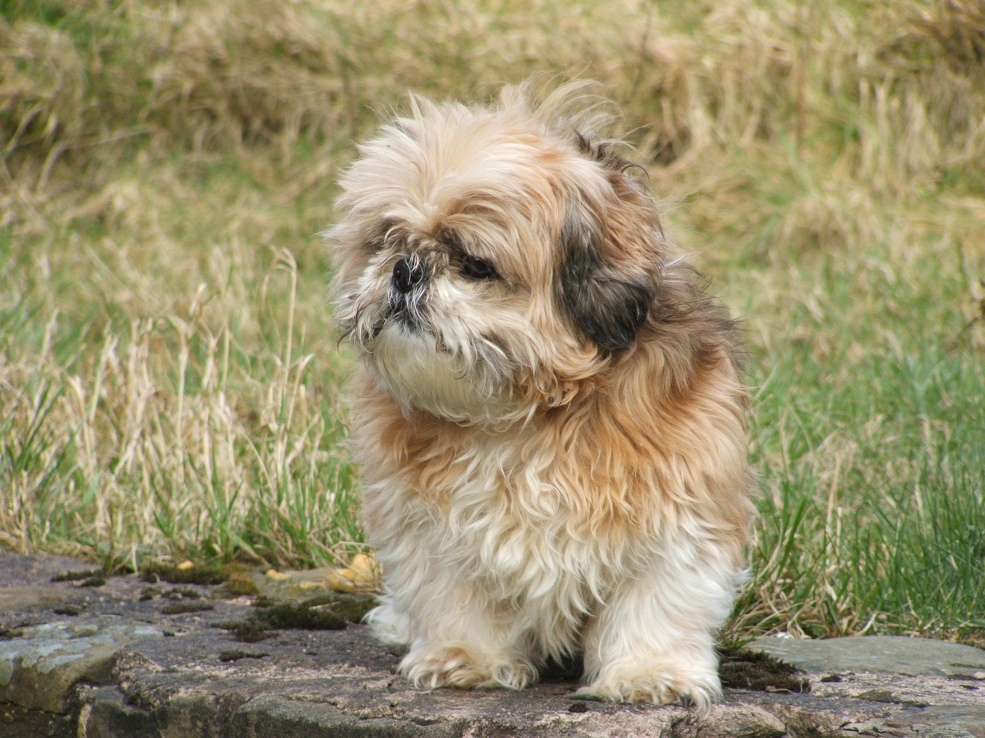 Hunde fælder