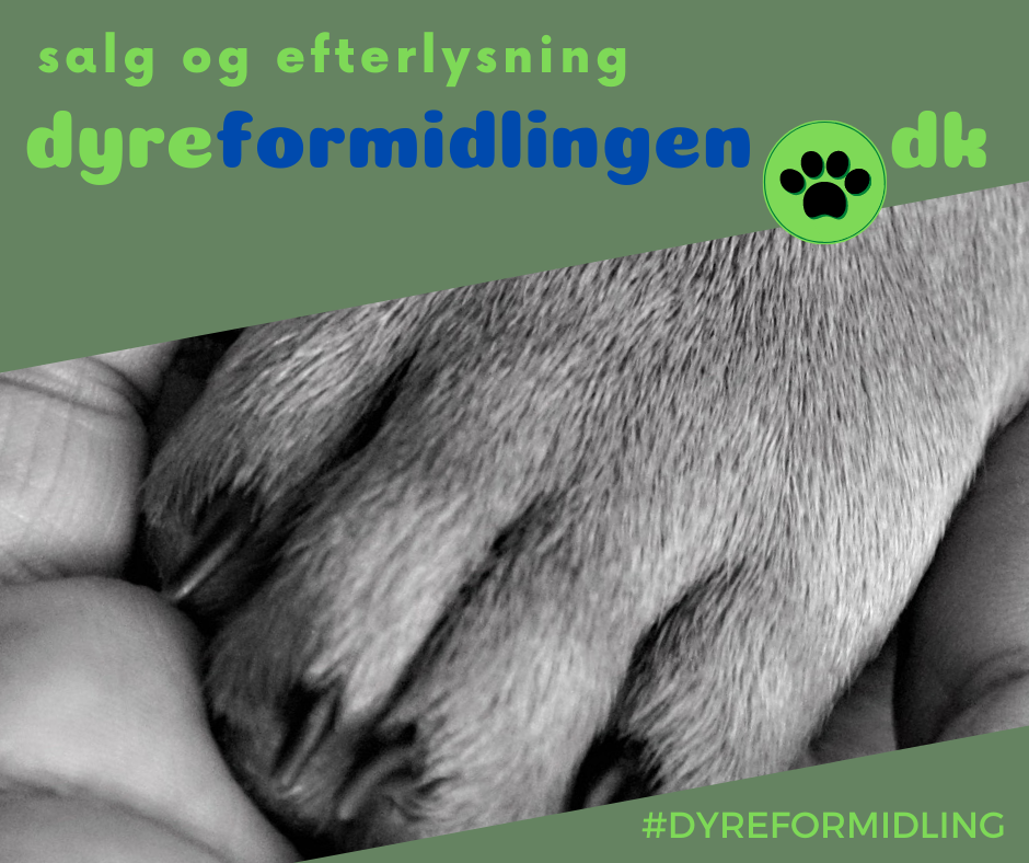 salg-af-hunde-salg-af-hvalpe-køb-hund-salg-køb-hvalp-efterlysning-hund-hvalp-katte-kat-hvalp-marsvin-kanin-killing-fugl-opret-bruger